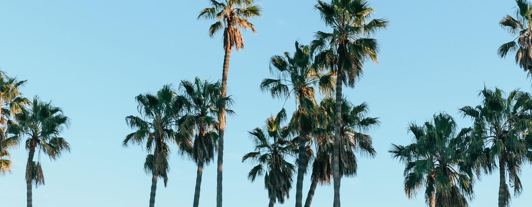 palm trees against a blue sky